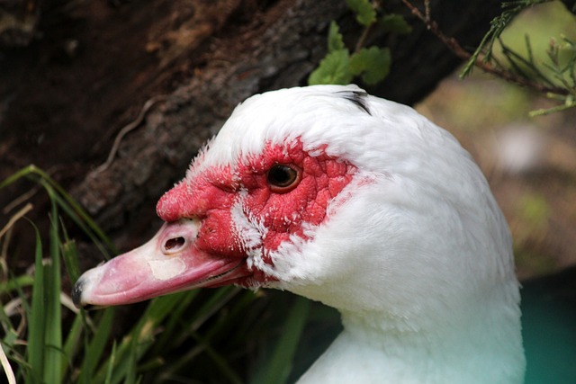 统豪强波尔 统豪强波尔