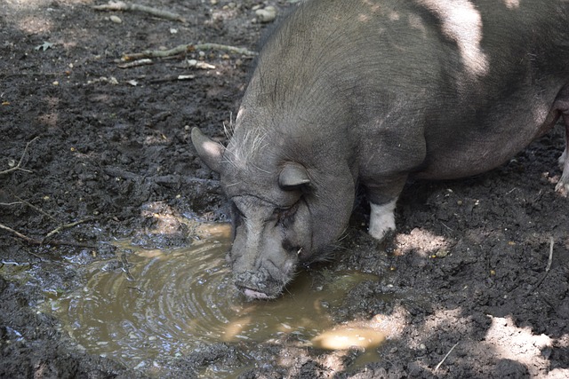 脱颖而出 脱颖而出